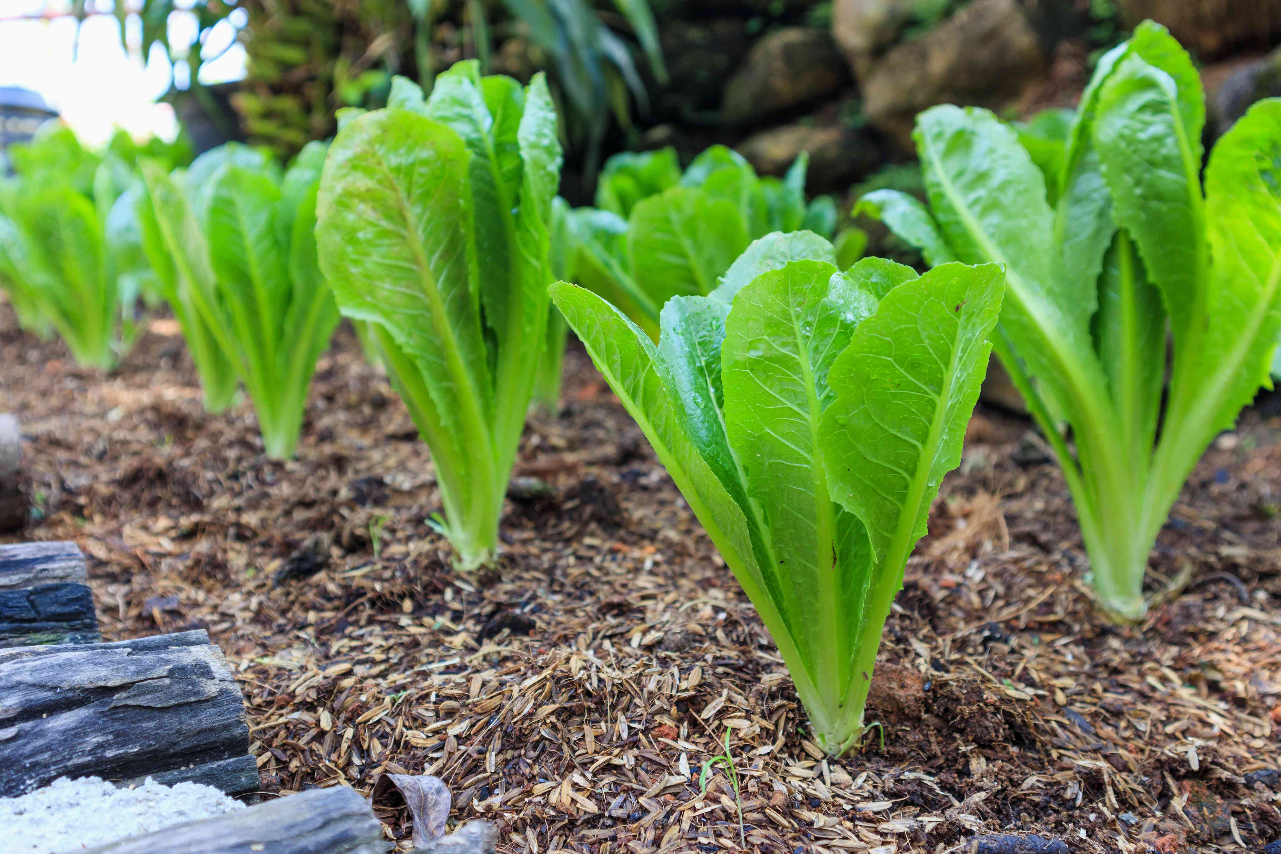Grow Your Own Romaine Lettuce: From Seed to Crisp Harvest